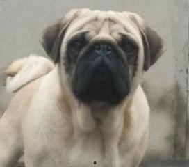 巴哥爆料新版本视频播放,新版本视频播放功能革新来袭！